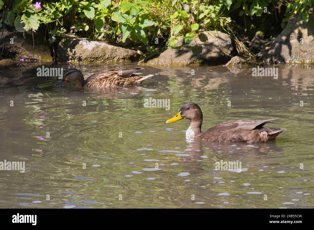 Una femmina e una mallard ibrida nel parco cittadino di Ehingen (Donau) Foto Stock