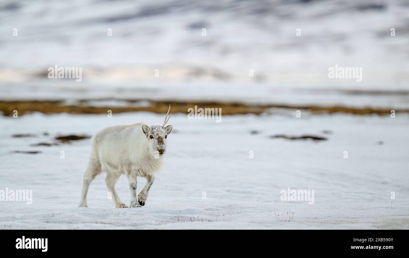 La renna delle Svalbard (Rangifer tarandus platyrhynchus) all'inizio della primavera Foto Stock