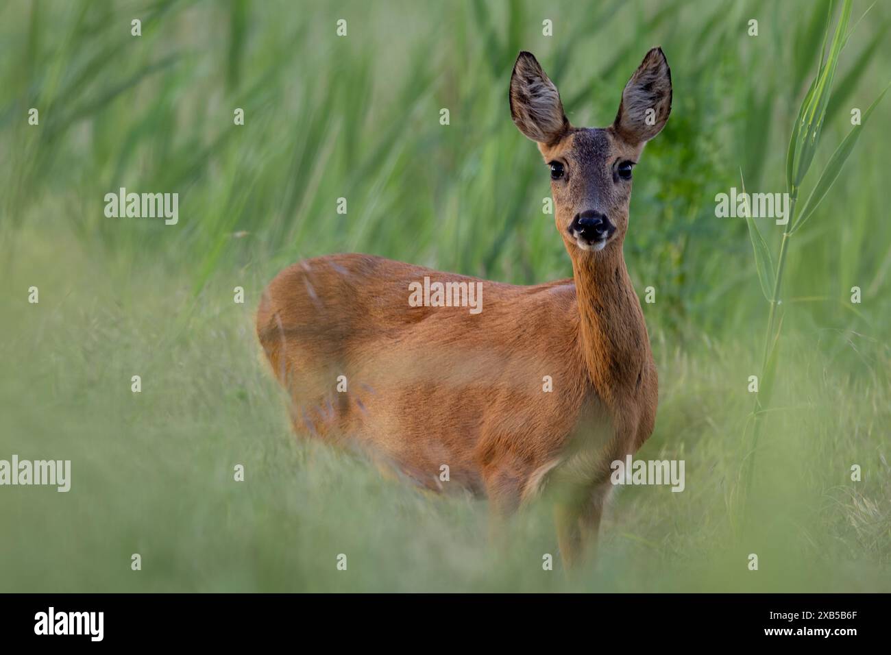 Giovane cervo femmina sul bordo del campo tra le erbe Foto Stock