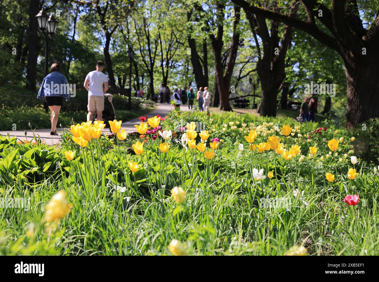 Fiori primaverili nel parco Bastejkalns nella parte orientale di riga, vicino alla città vecchia, in Lettonia, Baltici. Foto Stock