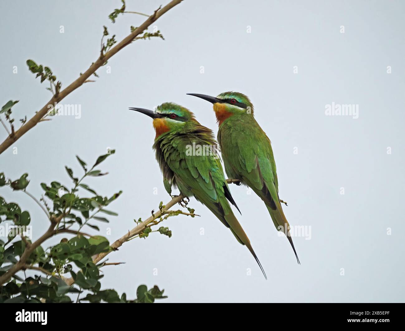 Coppia di mangiatori di api dalle guance blu (Merops persicus) arroccati sulla diramazione del Parco Nazionale di Nyerere, Tanzania Foto Stock