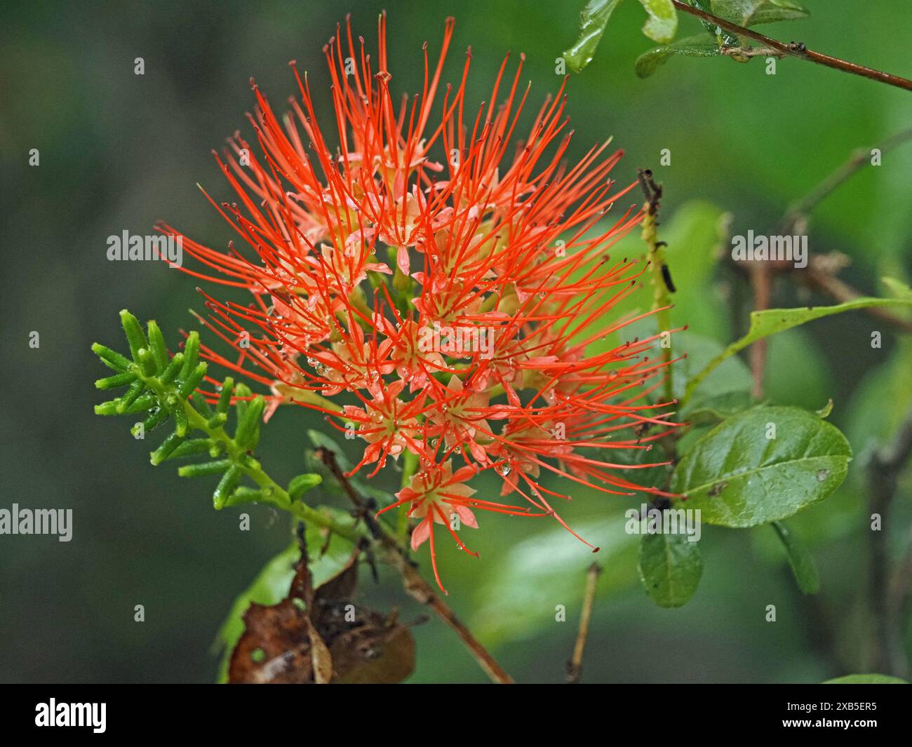 Esotico fiore rosso sferico composto della grande foresta pluviale dell'Africa orientale con foglie verdi cerose nel Parco Nazionale di Nyerere, Tanzania Foto Stock