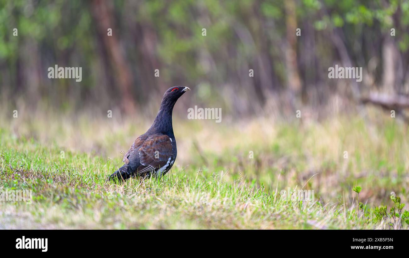 Capercaillie occidentale (Tetrao urogallus) nella foresta estiva Foto Stock