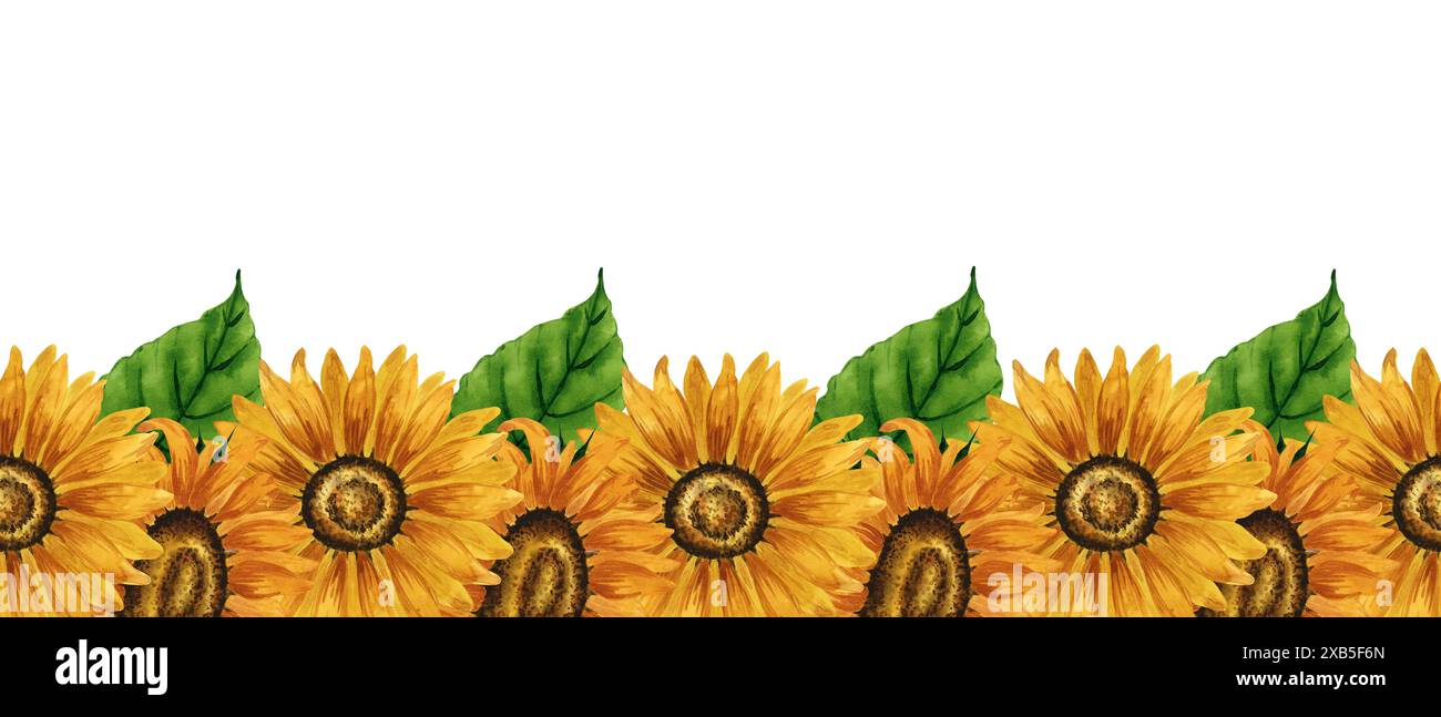 Bordo senza cuciture per girasole color acquerello. Striscione floreale con fiori gialli. Composizione floreale estiva. Disposizione dei fiori d'autunno. Botanico disegnato a mano Foto Stock