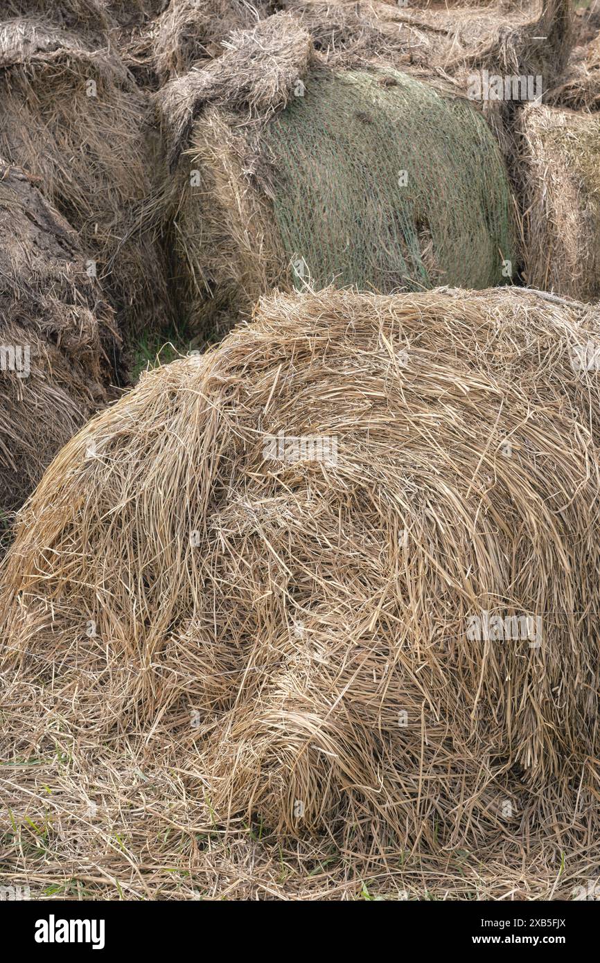 Decomposizione di balle di fieno, concentrazione selettiva. Foto Stock