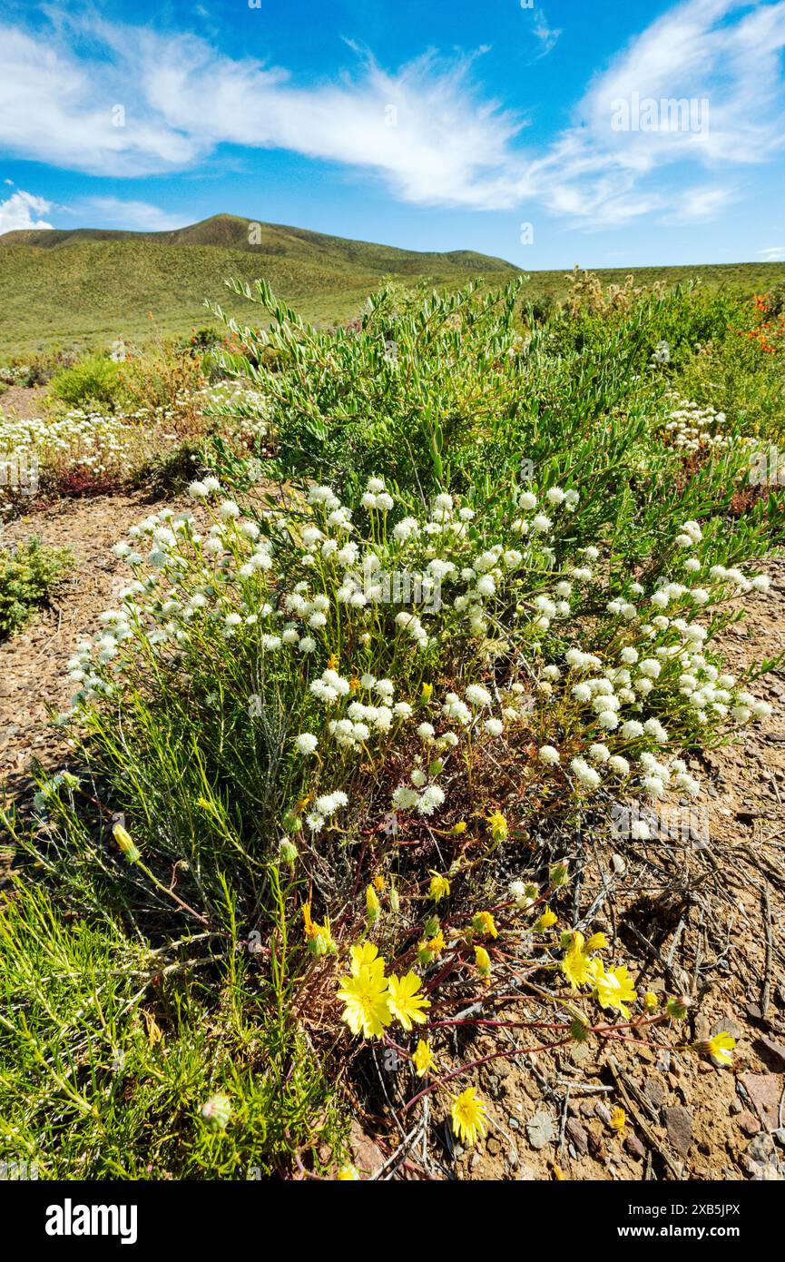 Fiori selvatici con cuscinetto di ciottoli bianchi; Chaenactis carphoclinia; Yellow Desert Gold; Emigrant Pass; Death Valley National Park; California; USA Foto Stock