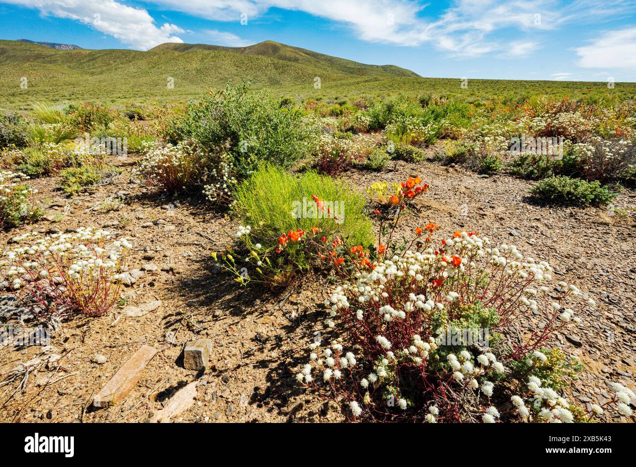 Fiori selvatici con cuscinetto di ciottoli bianchi; Chaenactis carphoclinia; Emigrant Pass; Death Valley National Park; California; USA Foto Stock
