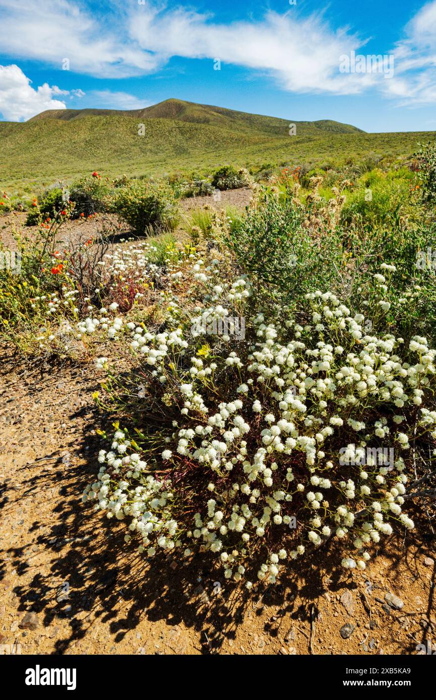 Fiori selvatici con cuscinetto di ciottoli bianchi; Chaenactis carphoclinia; Emigrant Pass; Death Valley National Park; California; USA Foto Stock