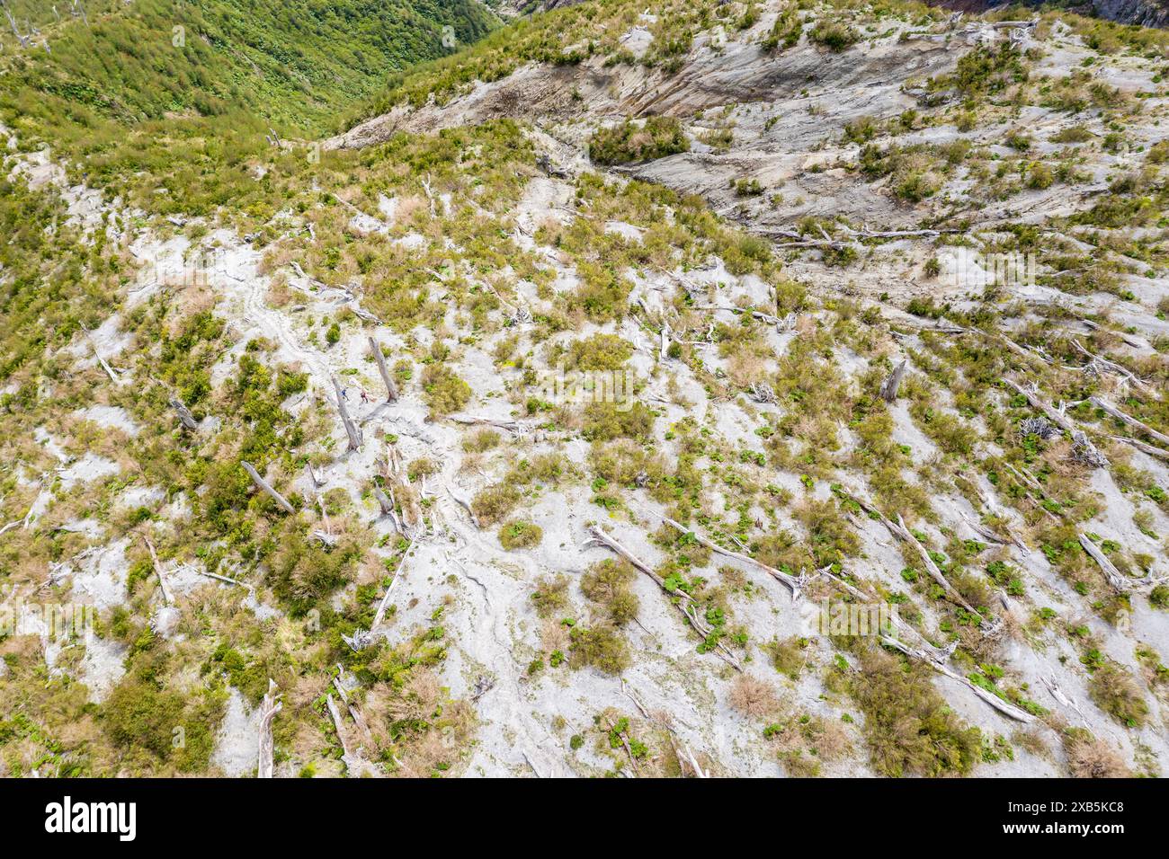 Alberi morti distesi a terra, punto di osservazione superiore, vulcano Chaiten, Parco Patagonia, Patagonia, Cile Foto Stock