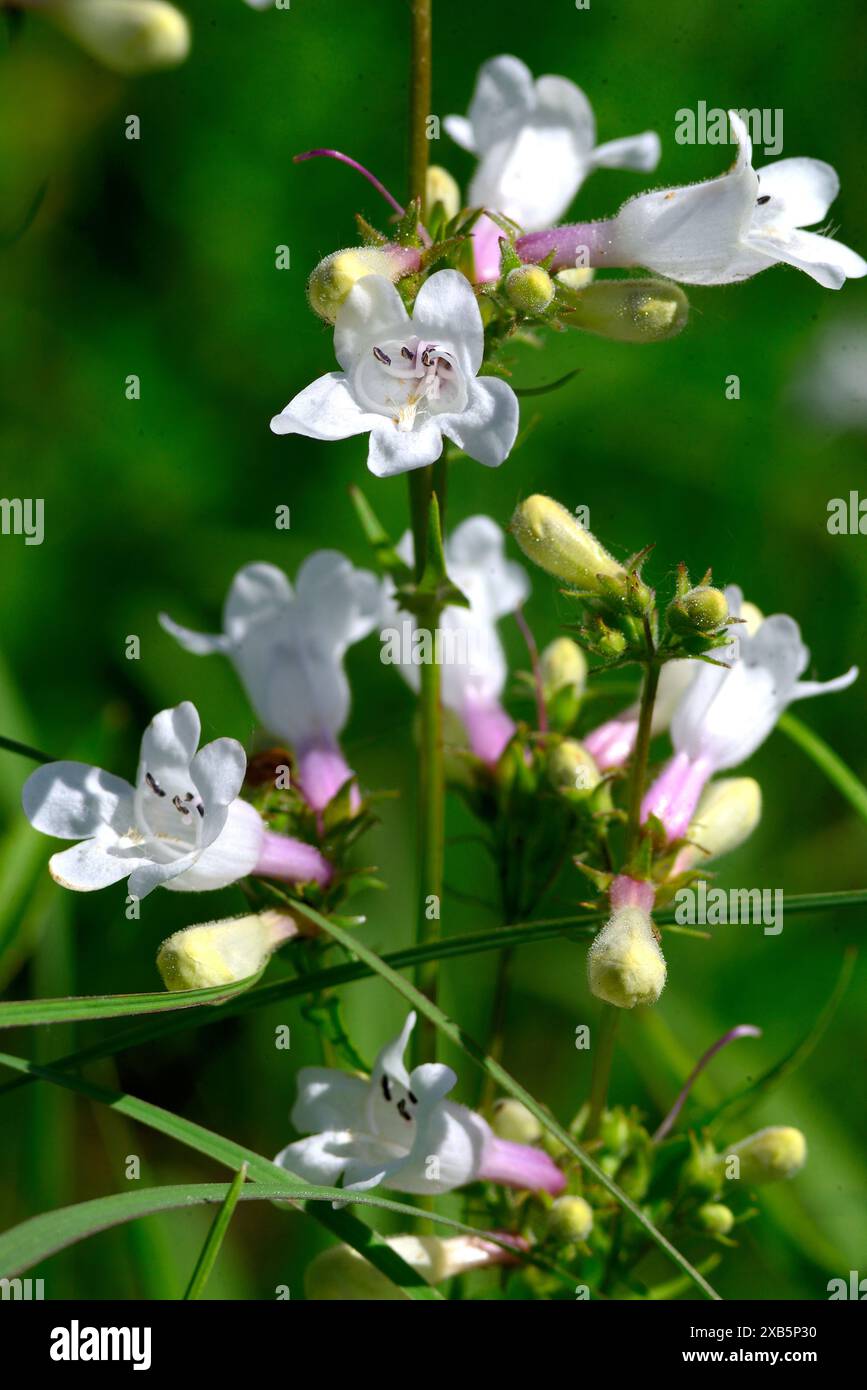 Penstemon in un'Iowa Prairie Foto Stock