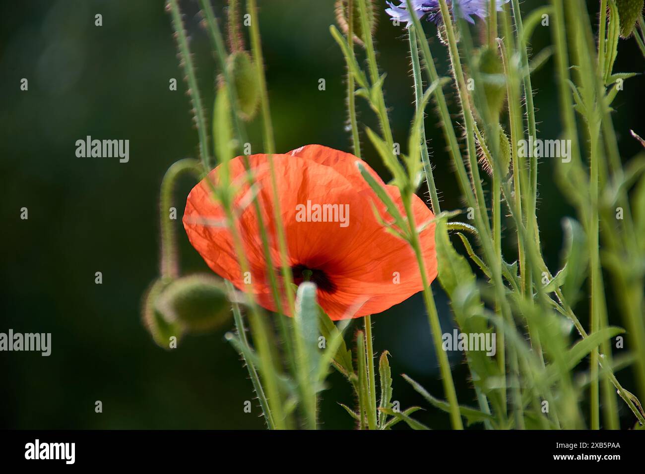 primo piano isolato di fiori di papavero rosso brillante. sfondo campo verde rurale leggermente sfocato. luce diurna brillante. fragili petali rossi in vista macro. bellezza in na Foto Stock