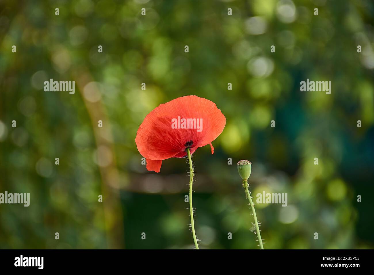 primo piano isolato di fiori di papavero rosso brillante. sfondo campo verde rurale leggermente sfocato. luce diurna brillante. fragili petali rossi in vista macro. bellezza in na Foto Stock
