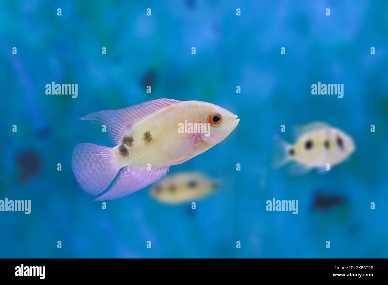 Il pesce ciclide color smeraldo - (Hypselecara temporalis) Foto Stock