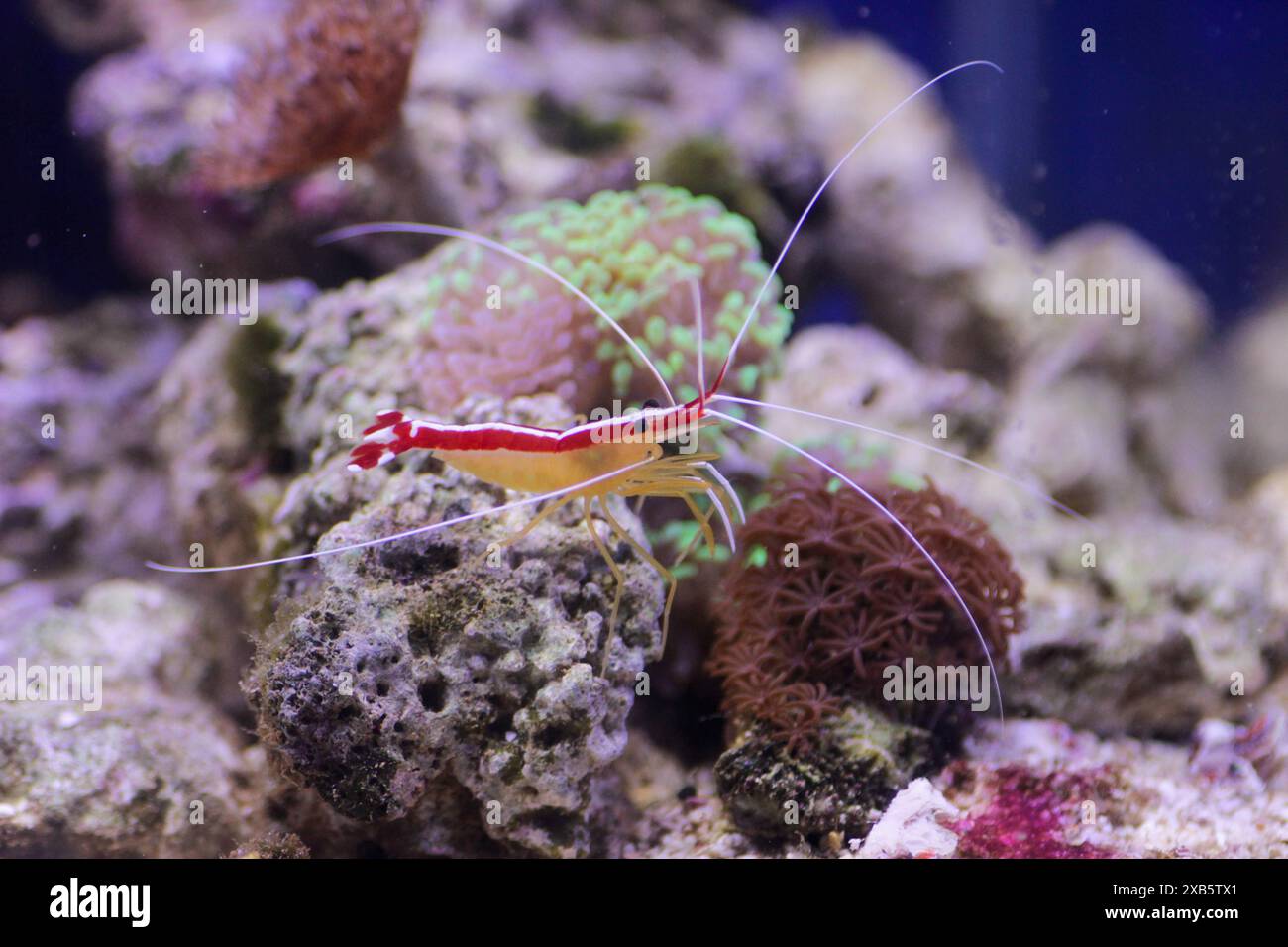 Lysmata amboinensis - uno dei gamberetti marini più popolari negli acquari domestici Foto Stock