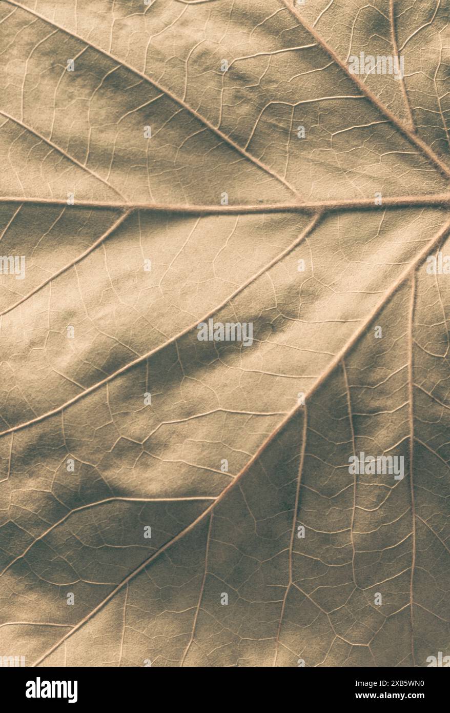 Dettaglio ravvicinato delle vene di una foglia d'acero invecchiata Foto Stock