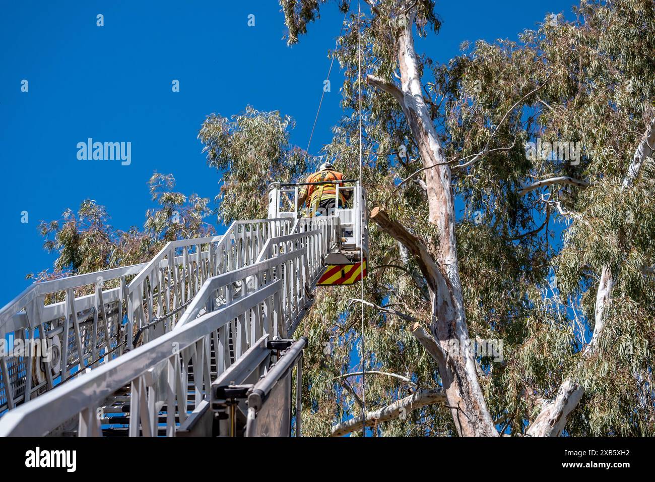 Vigile del fuoco in soccorso di alberi in cima a un camion a scala all'aperto. Foto Stock