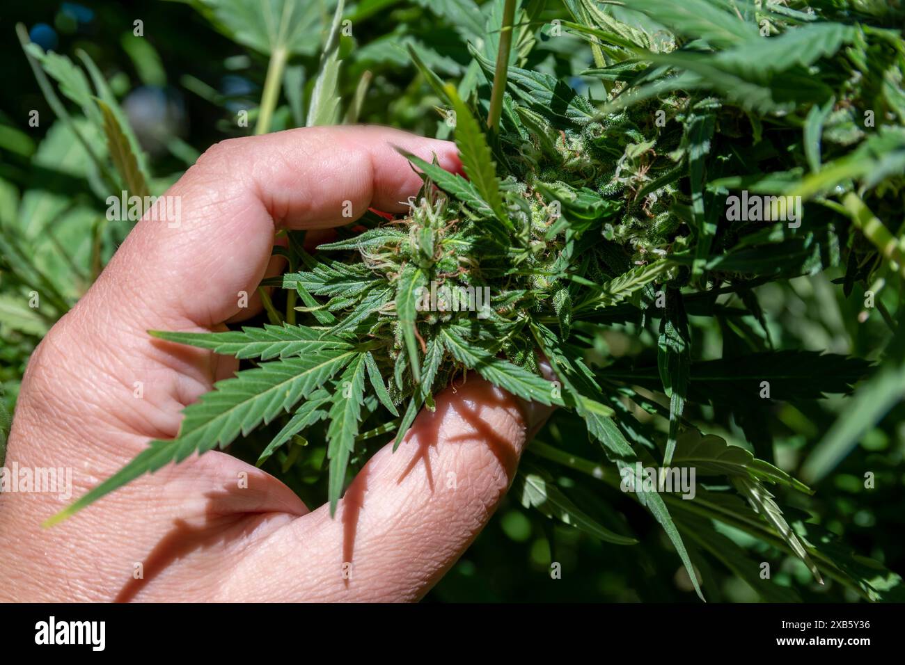 mani maschili che tengono il fiore della pianta di cannabis Foto Stock
