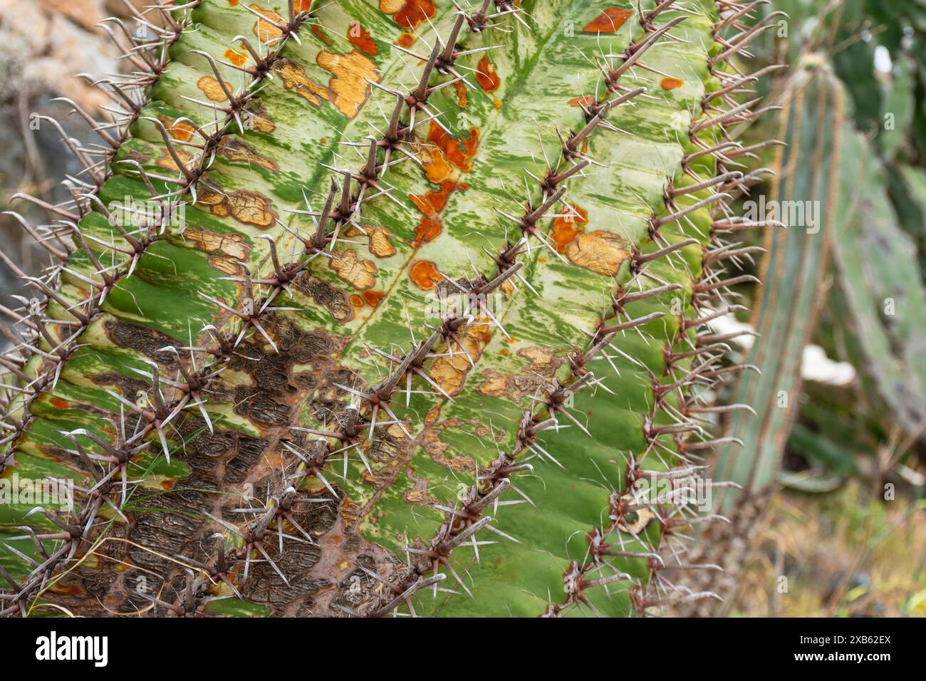 Detalle de hojas y espinas de un cactus de barril de anzuelo, ferocactus wislizeni Foto Stock