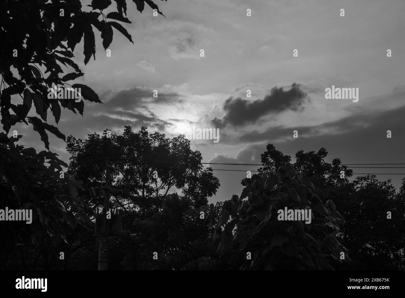 silhouette del tramonto dietro gli alberi in stile bianco e nero Foto Stock