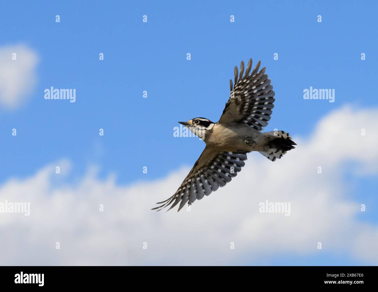 Downy Woodpecker in volo, con sfondo parzialmente nuvoloso Foto Stock
