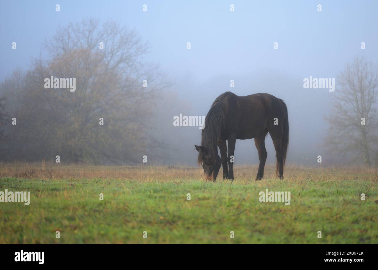 Buio cavallo arabo della baia che pascolava su una nebbia, mattina presto di primavera Foto Stock