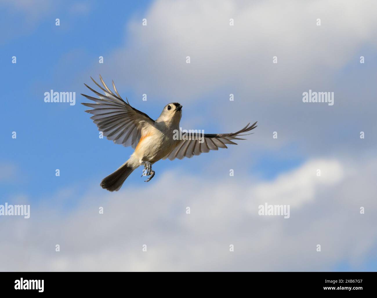 Bellissimo Titmouse Tufted in volo, contro un cielo parzialmente nuvoloso Foto Stock