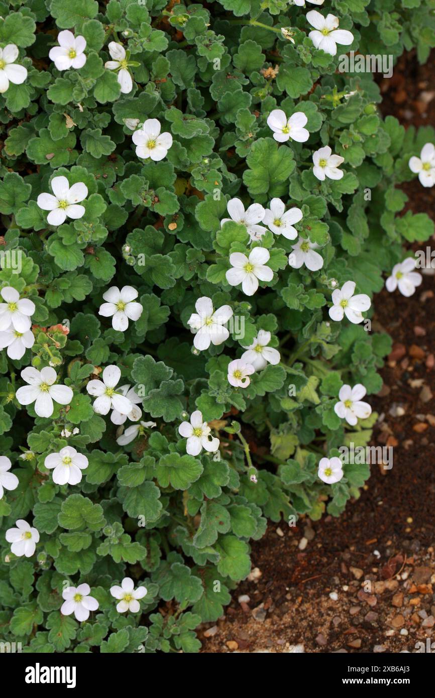 Corsa Storksbill, Erodium corsicum 'album', Geraniaceae. Corsica, Sardegna, Mediterraneo. Foto Stock