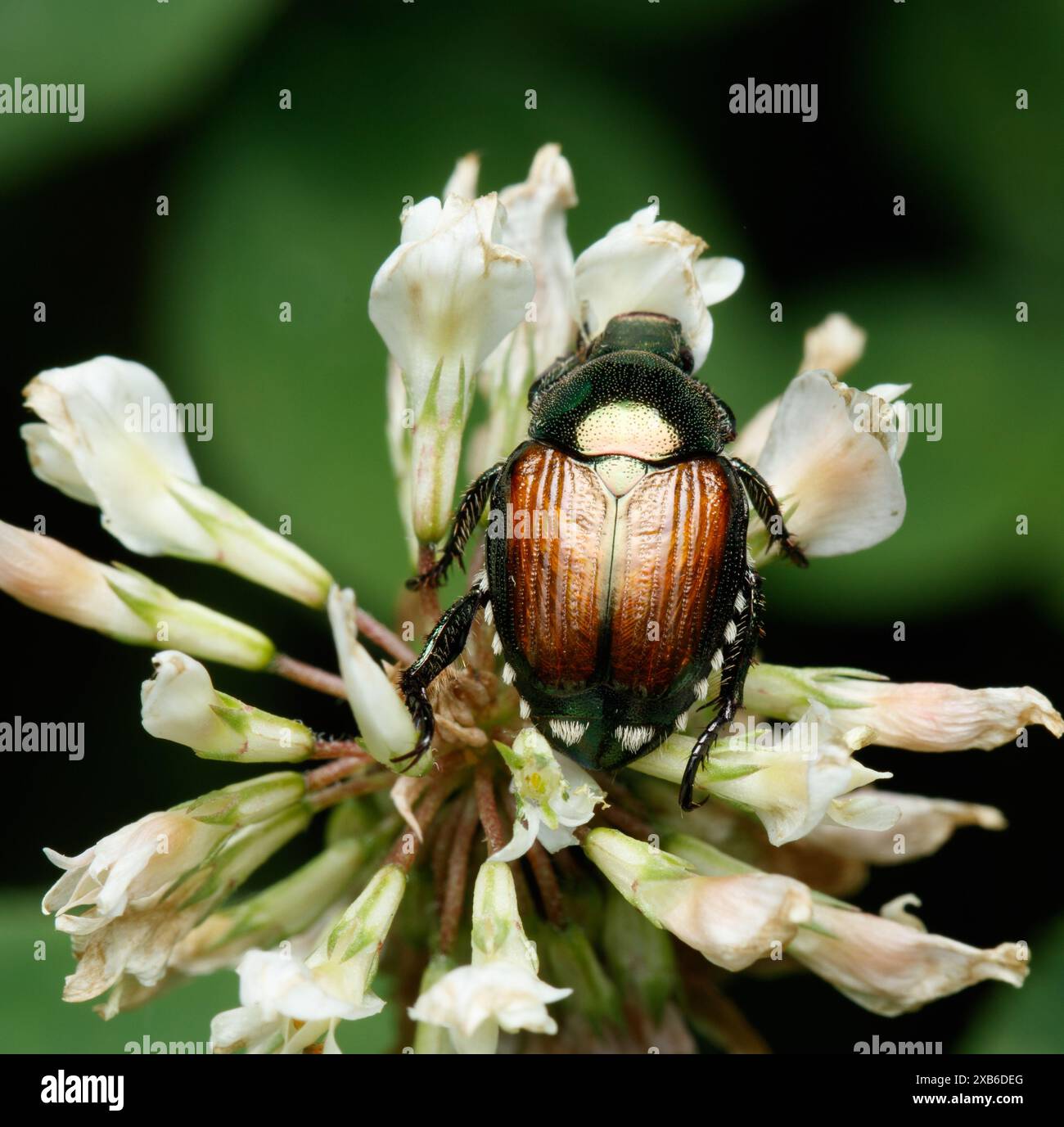 Un coleottero giapponese (Popillia japonica) con una scintillante copertura delle ali color rame si trova in cima ai delicati petali bianchi di trifoglio bianco Foto Stock