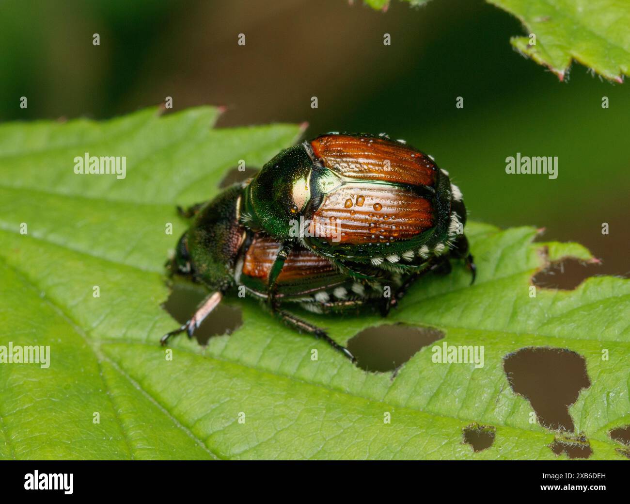 Un paio di coleotteri giapponesi accoppiati (Popillia japonica) con coperture in rame metallico e ali verdi poggia su una foglia verde di mora Foto Stock