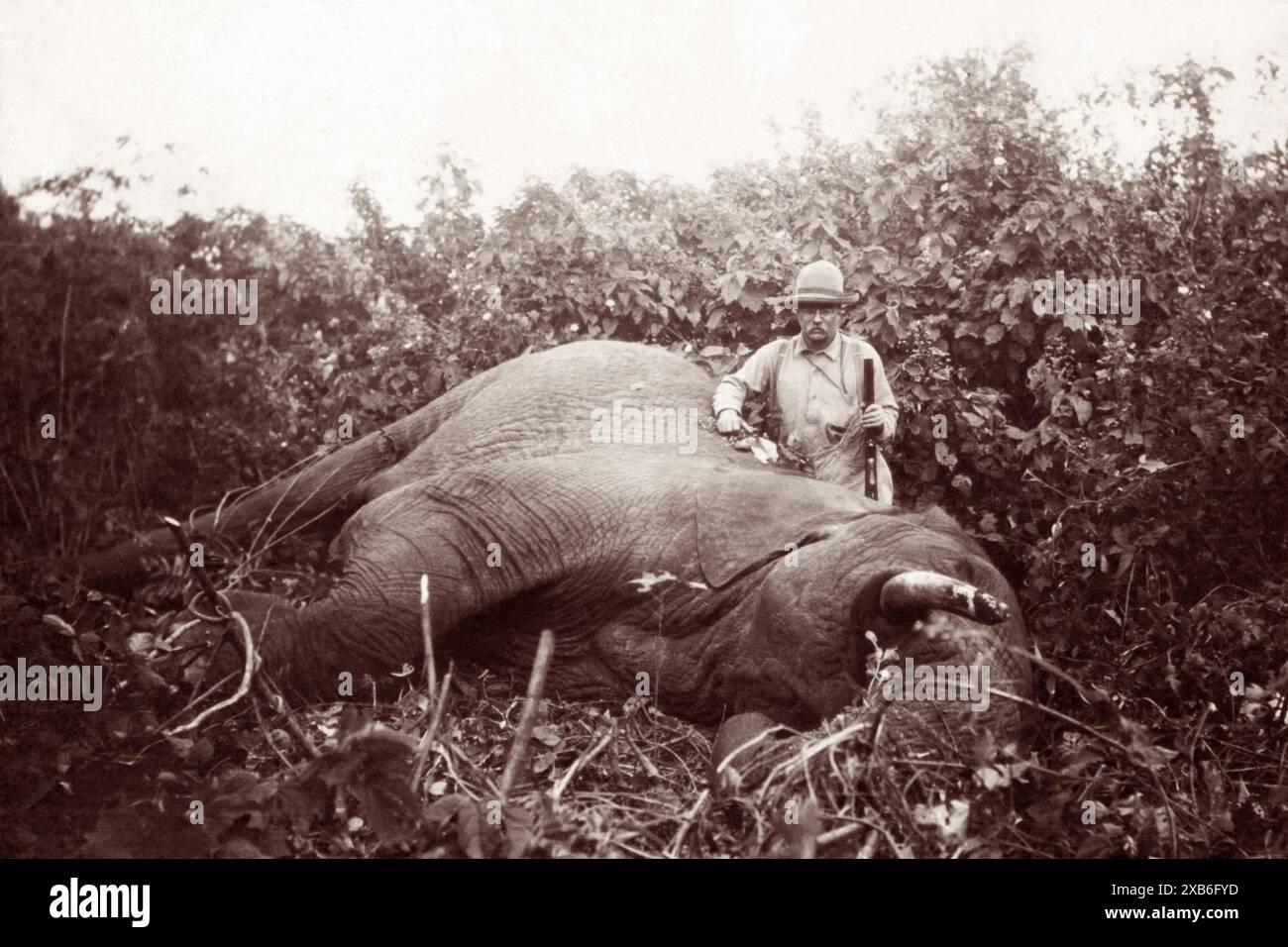 L'ex presidente degli Stati Uniti Theodore Roosevelt (1858-1919), in piedi su un elefante toro africano che ha sparato durante la spedizione africana Smithsonian-Roosevelt nel 1909, dove, insieme a suo figlio Kermit, ha cercato di raccogliere campioni per il nuovo museo di storia naturale dello Smithsonian. Foto Stock