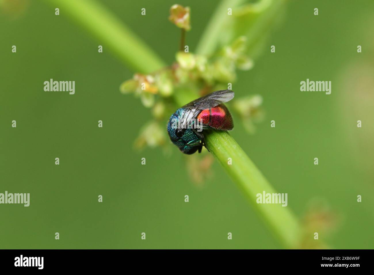 Una bellissima vespa dalla coda rubata, Holopyga generosa, che si adagia su una pianta in una radura boschiva. Foto Stock