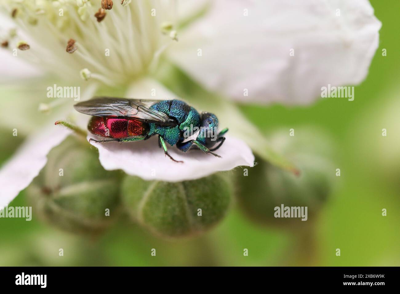 Una bellissima vespa dalla coda rubata, Holopyga generosa, che riposa su un fiore di mora in una radura boschiva. Foto Stock