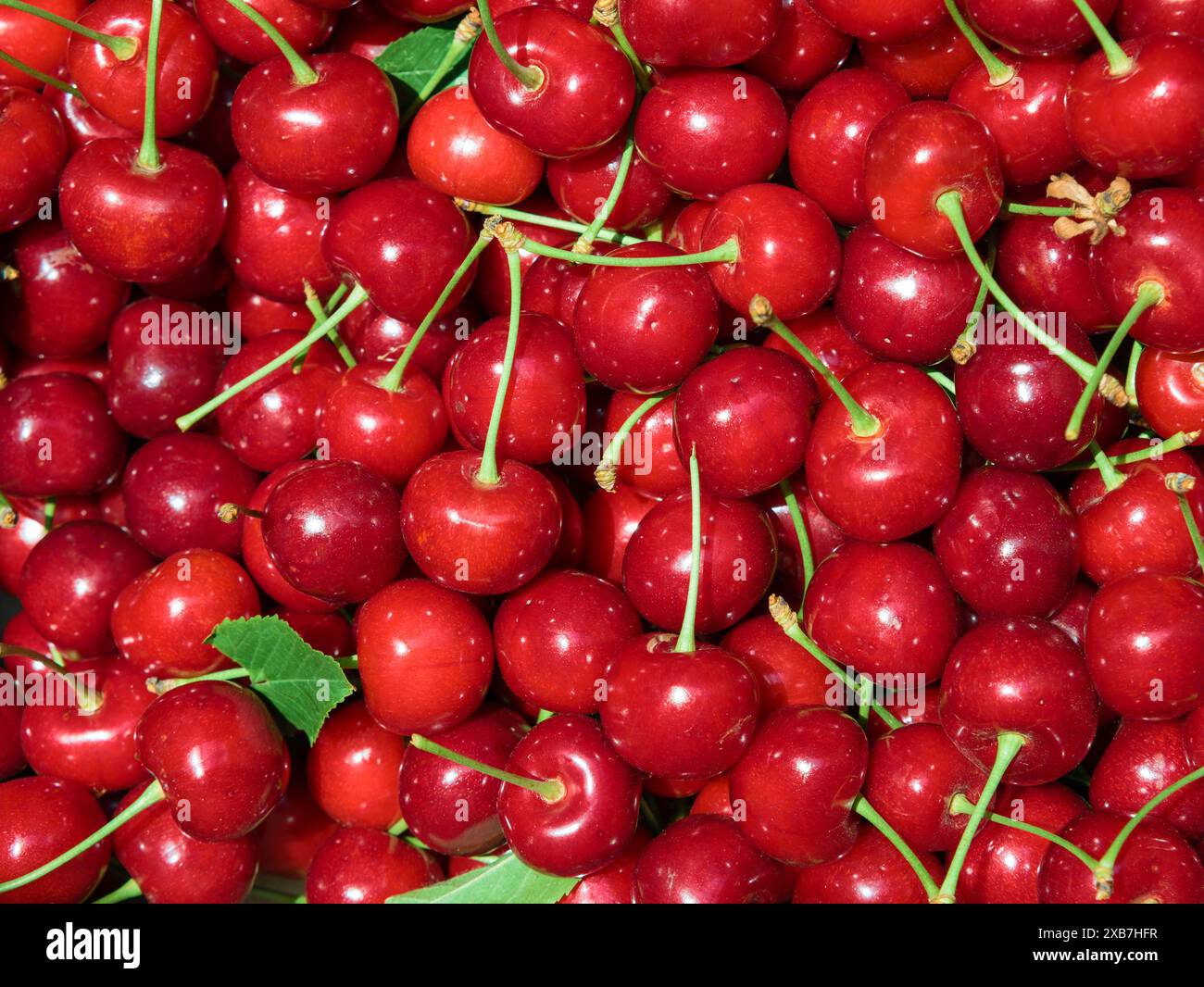 Frutti di ciliegia dolce (Prunus avium) in una scatola dopo la raccolta Foto Stock