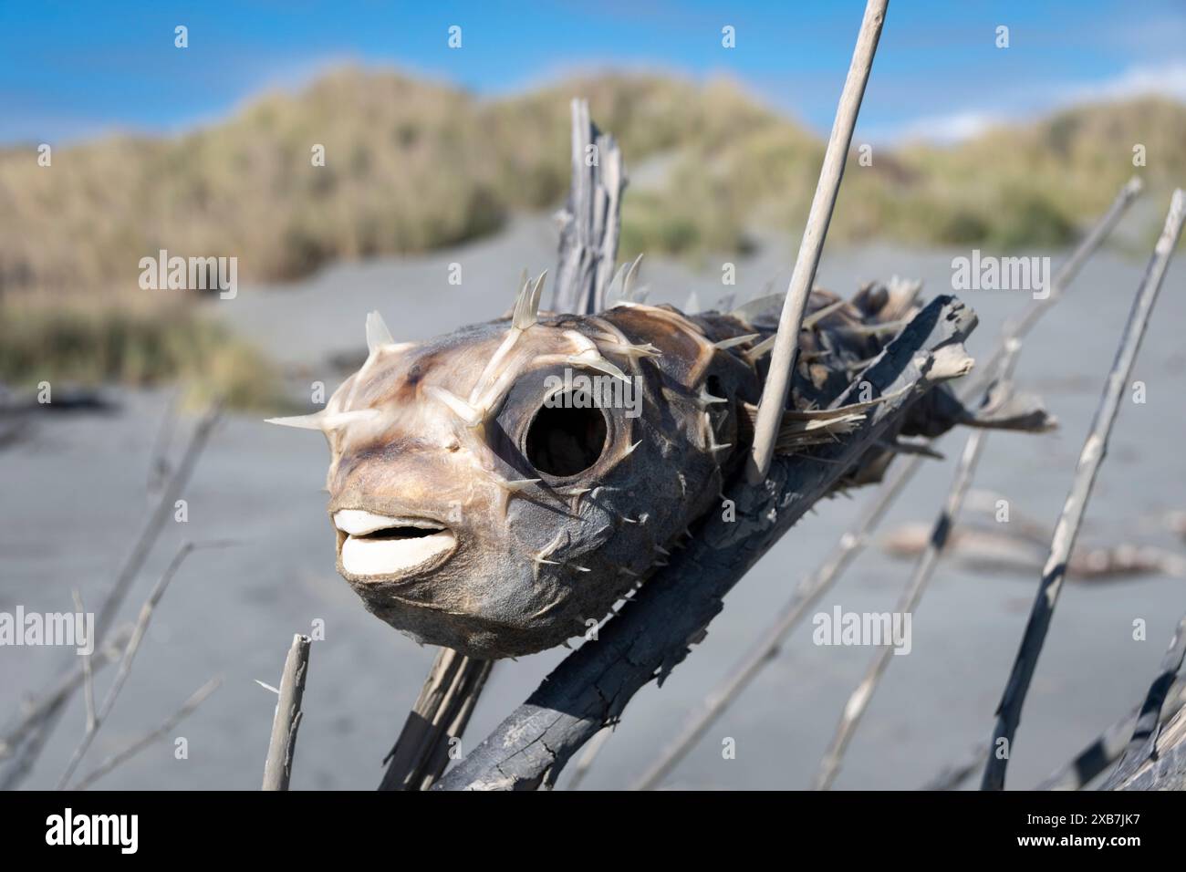 Pesce di palla essiccato a Waikawa Beach, Horowhenua, Isola del Nord, nuova Zelanda Foto Stock