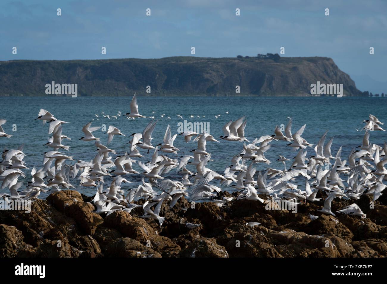 Terns bianchi frontali su rocce, Plimmerton, Wellington, Isola del Nord, nuova Zelanda. Mana Island in lontananza. Foto Stock