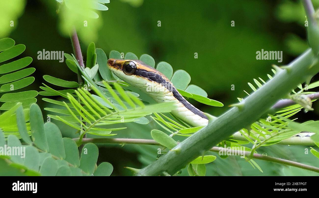 Un piccolo serpente che poggia sulle foglie di un albero sullo sfondo sfocato Foto Stock