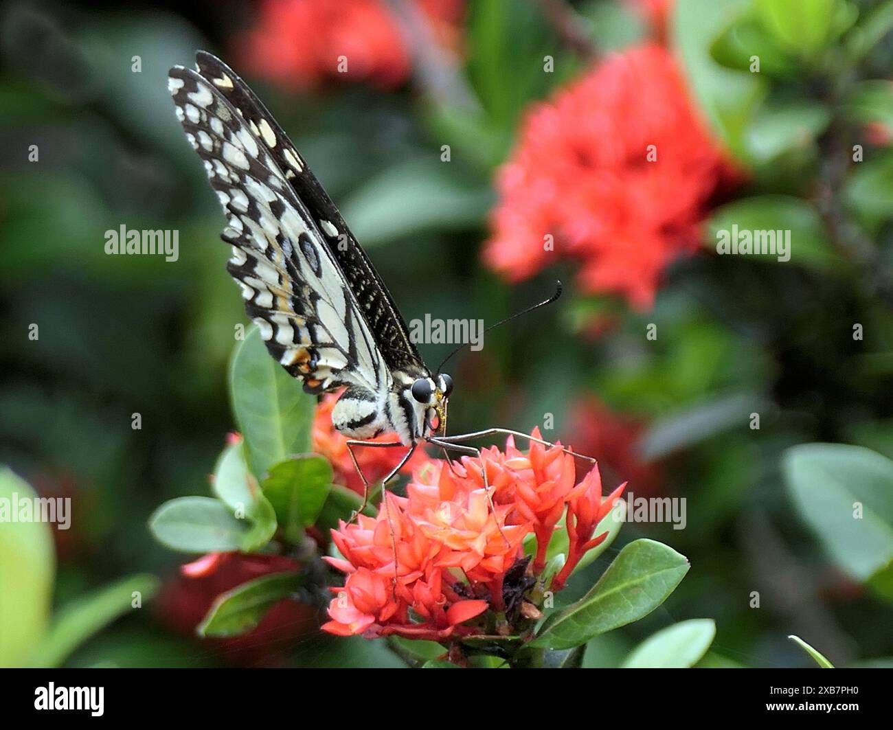 Una farfalla arroccata su fiori rossi, che guarda verso il basso Foto Stock