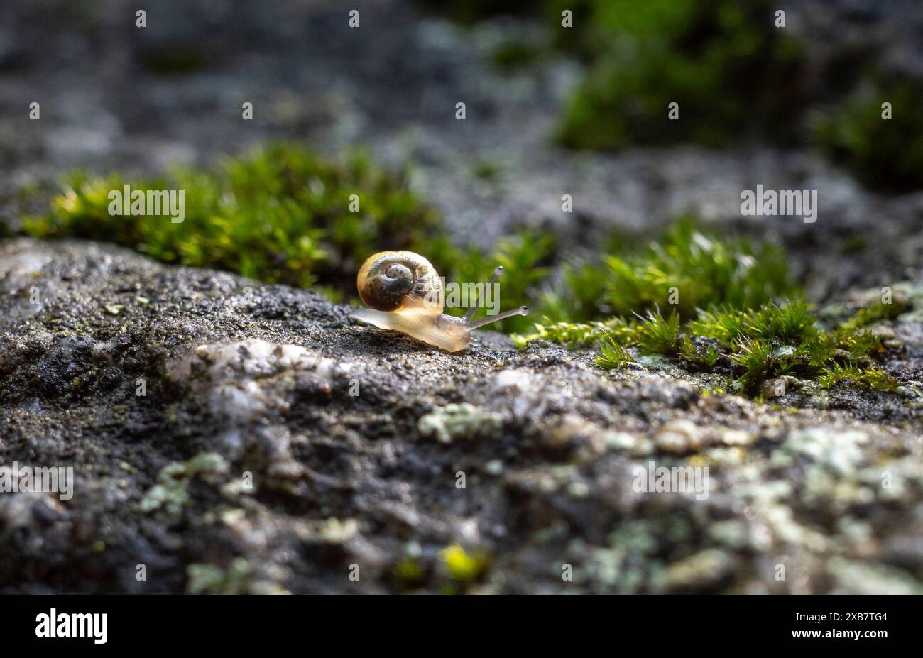 Una lumaca attraversa una parete rocciosa della foresta Foto Stock