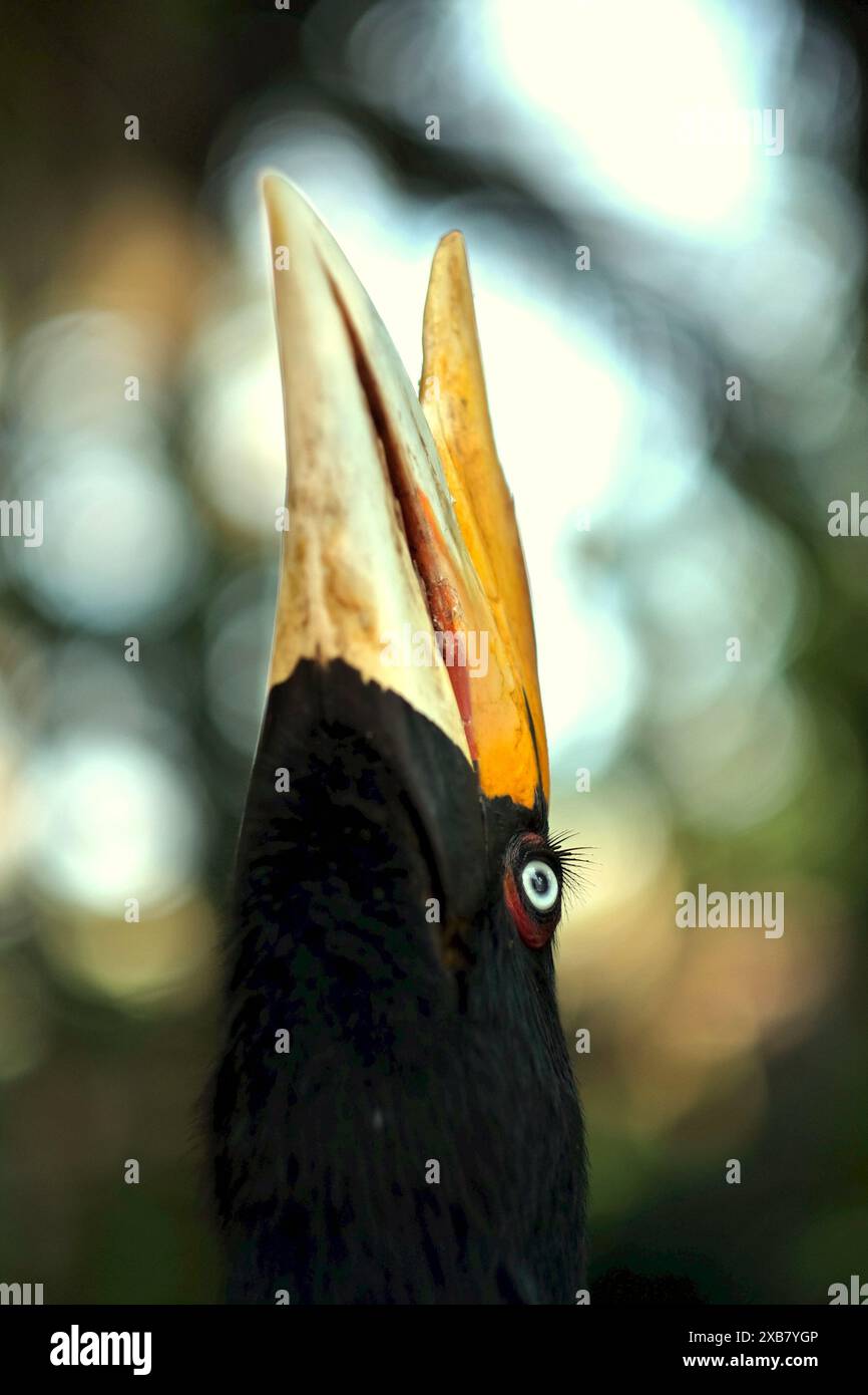 Una femmina adulta di carpino rinoceronte (rinoceronte di Buceros) allo zoo di Bali a Singapadu, Sukawati, Gianyar, Bali, Indonesia. Foto Stock