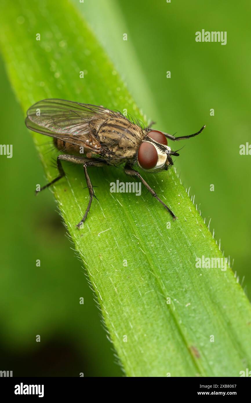 Un primo piano di un mazzo di radice vola su una foglia verde Foto Stock