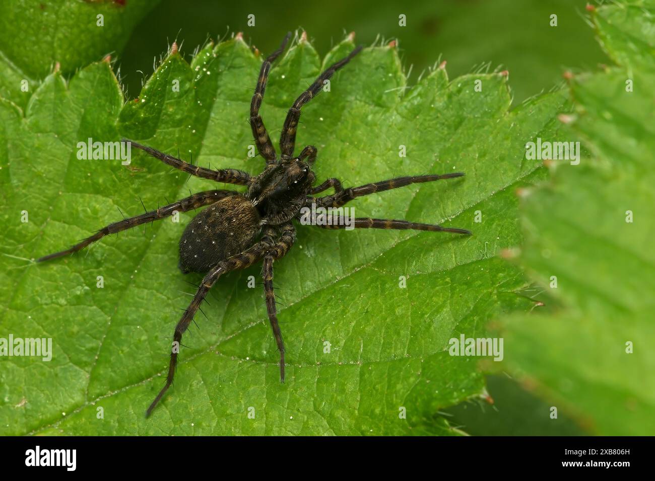 Un colpo ravvicinato di un comune ragno lupo su una foglia verde Foto Stock