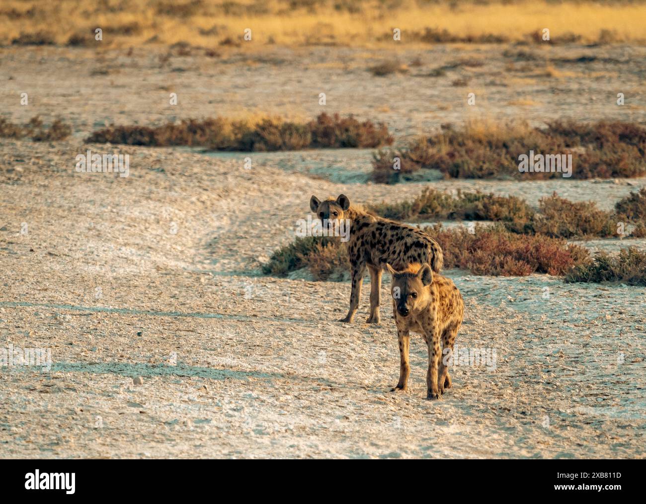 Due Hyena sulla savana erbosa nel Parco Nazionale di Etosha, Namibia Foto Stock