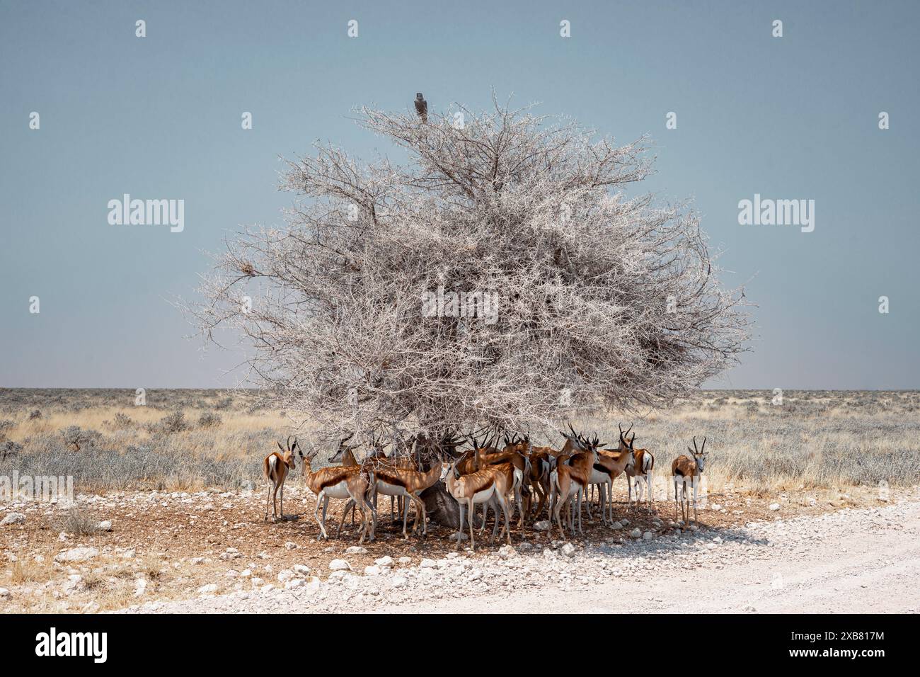 Uno Springbok che si nasconde dal caldo nel parco nazionale di Etosha, in Namibia Foto Stock