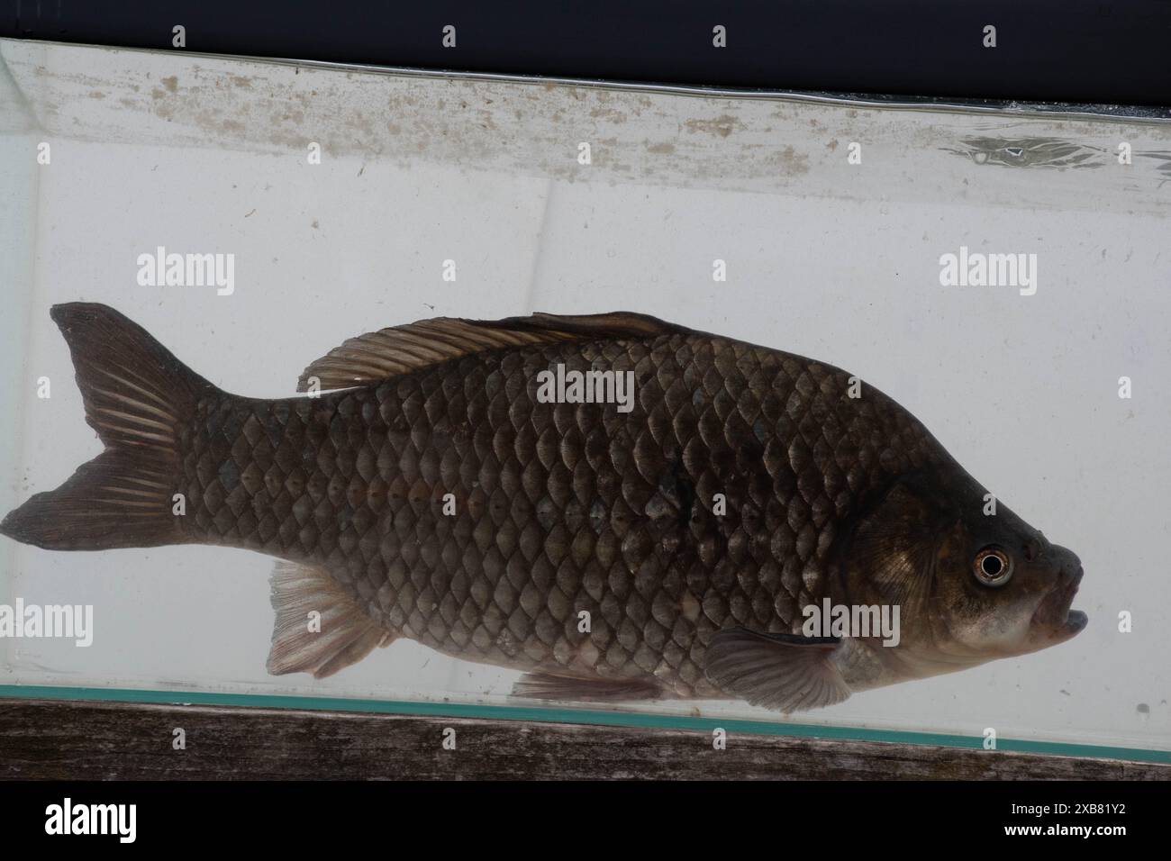 Carpa prussiana trovata nel lago inglese Foto Stock