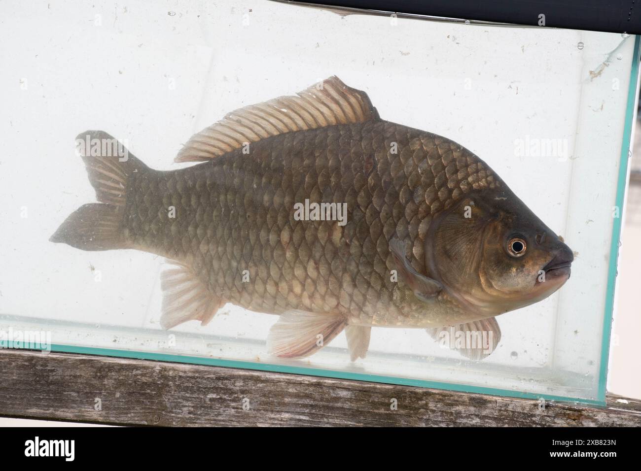 Carpa prussiana trovata nel lago inglese Foto Stock