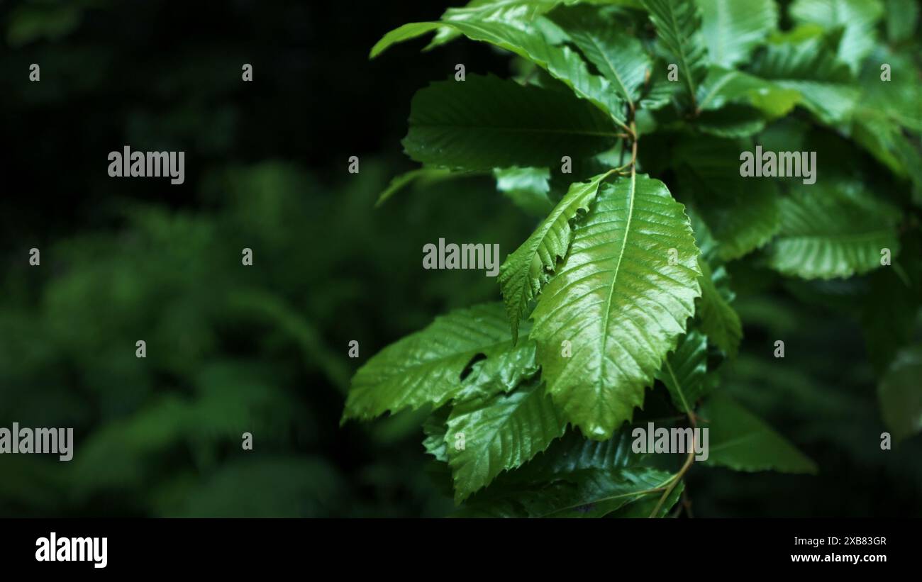 Le foglie umide si sgretolano nello strato superiore della foresta Foto Stock