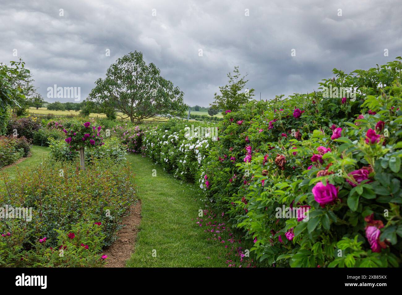 una passerella tra una varietà di cespugli di rose in diversi colori con un cielo nuvoloso sullo sfondo Foto Stock