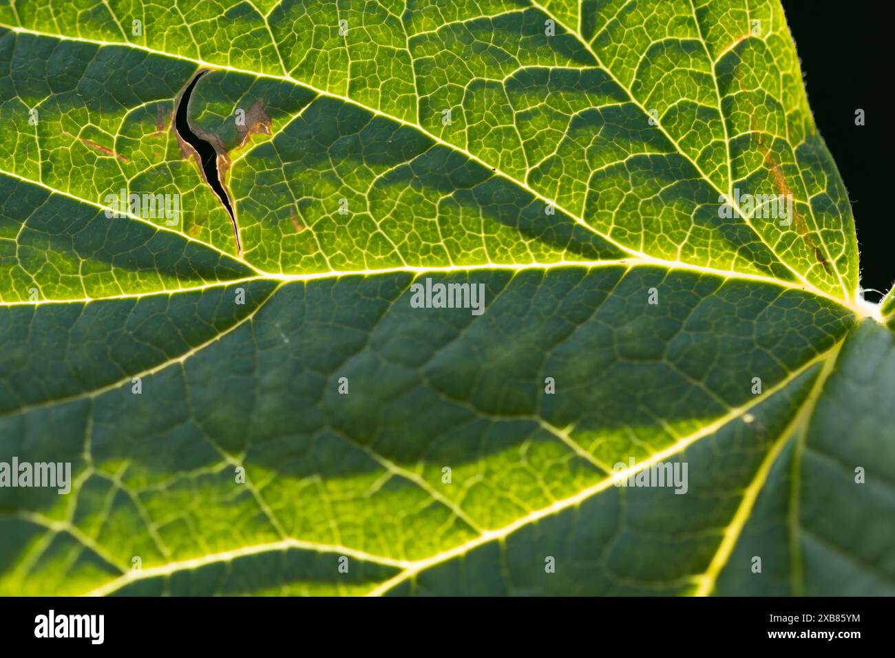 Primo piano delle vene di una foglia di ribes nero (ribes nigrum) al sole - attenzione selettiva sul lato sinistro Foto Stock