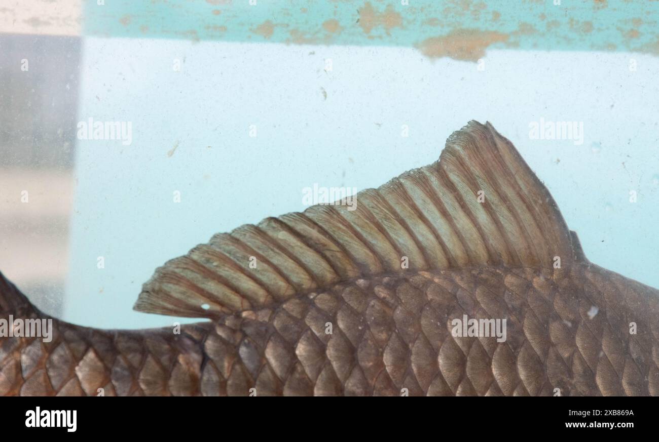 Carpa prussiana trovata in un lago inglese Foto Stock