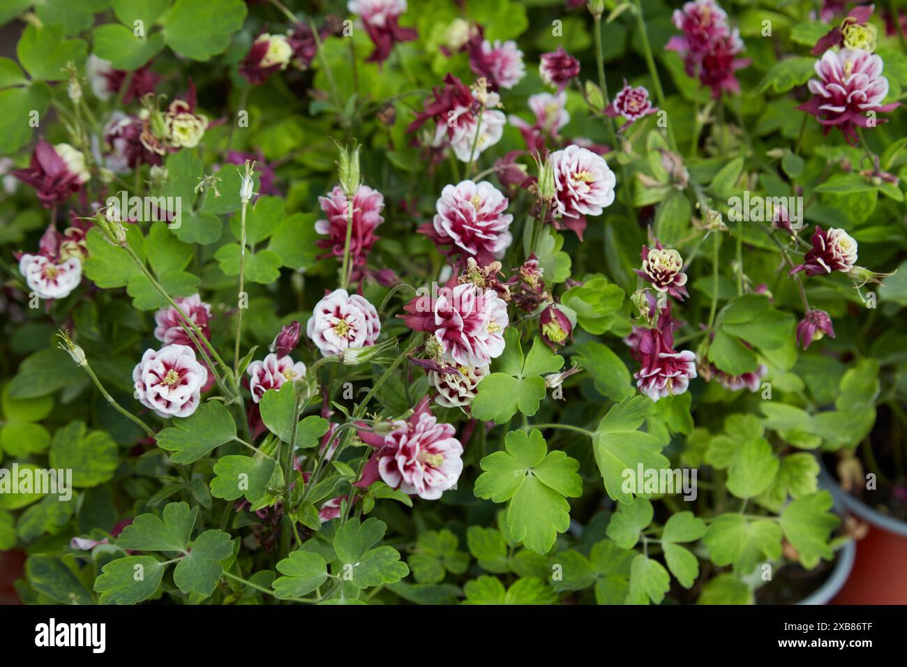 Aquilegia vulgaris, columbine winky piante bianche rosse doppie con fiori Foto Stock